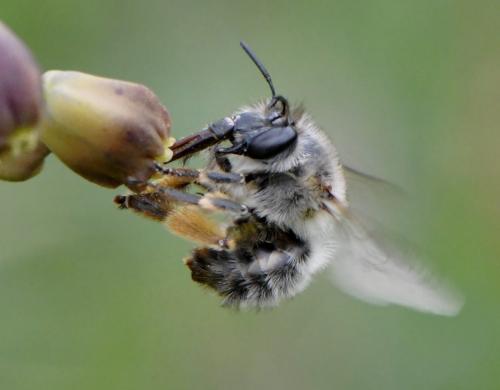 Anthophora sp.